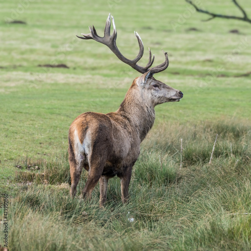 Fototapeta Naklejka Na Ścianę i Meble -  Red Stag Deer Standing in a Field