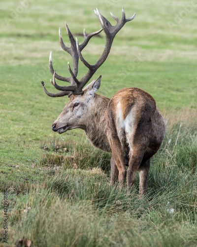 Red Stag Deer Feeding on Vegetation in Wet Grass