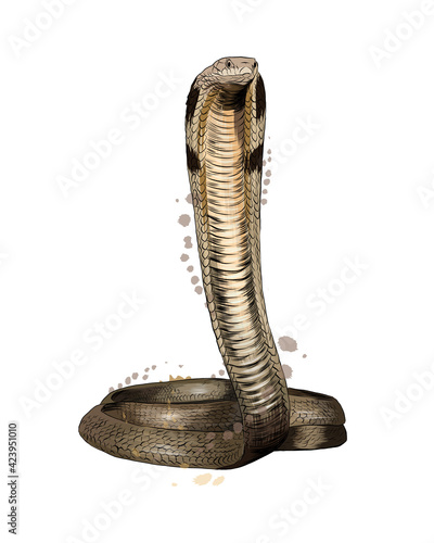 Cobra from a splash of watercolor, colored drawing, realistic. Vector illustration of paints