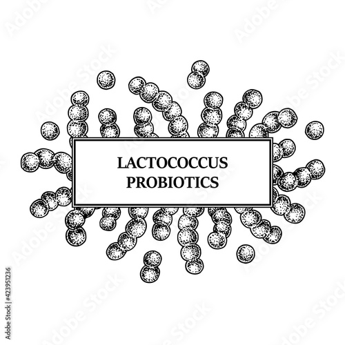 Hand drawn probiotic lactococcus bacteria frame. Design for packaging and medical information. Vector illustration in sketch style photo