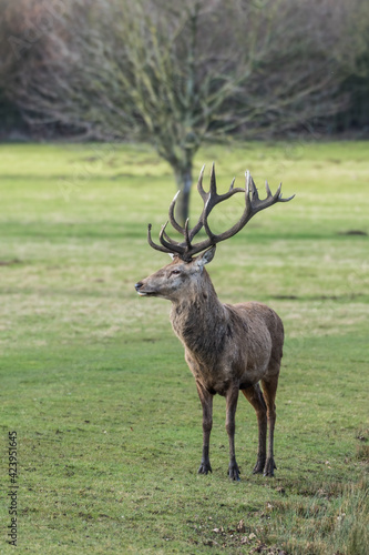 Red Stag Deer Standing in a Field
