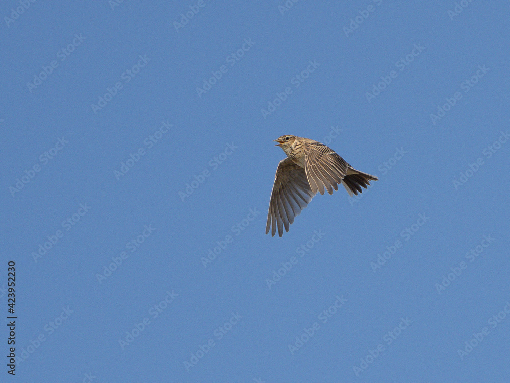 Obraz premium Feldlerche