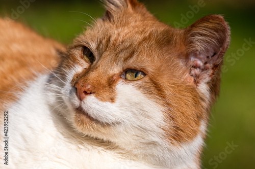Beautiful White and Ginger Cat Resting © Ian