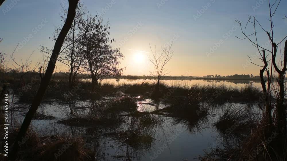 Push out golden hour sunset swamp dry branches trees clear sky day Push out golden hour sunset swamp dry branches trees clear sky day