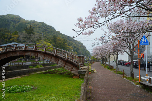 cherry blossoms and wooden bridge.