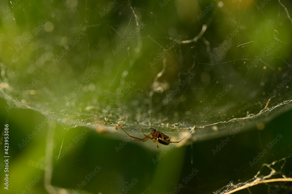 spider waıtıng ıts prey on the web spider waıtıng ıts prey on the web