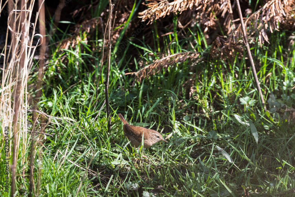 Wren Standing in Grass Searching for Food Wren Standing in Grass Searching for Food
