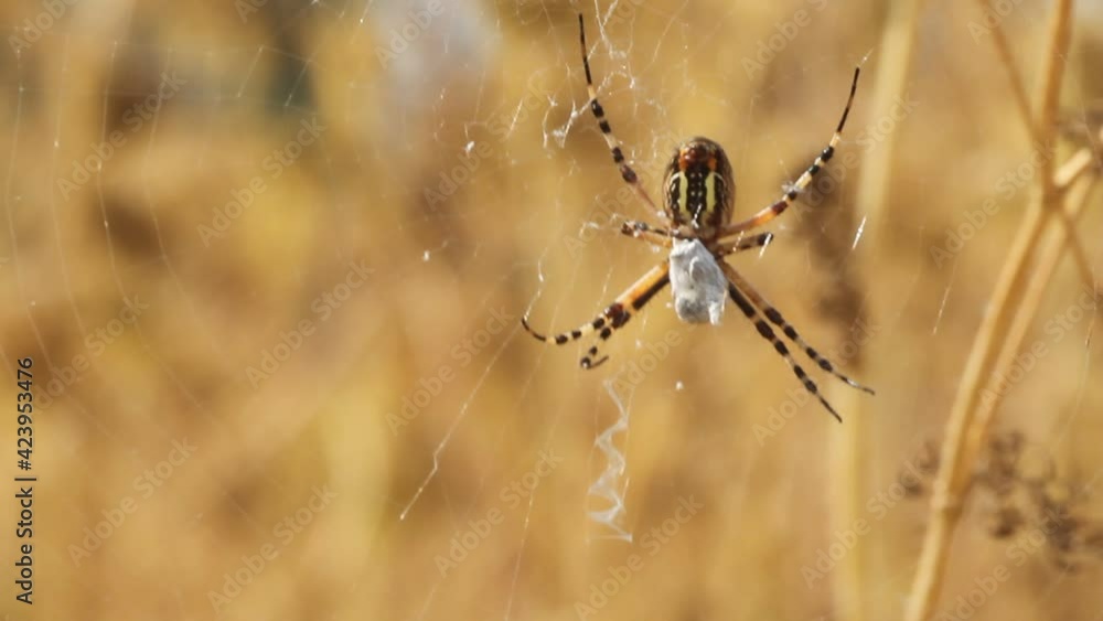 wasp spider (Argiope bruennichi ) catches grasshoppers in Spider web wasp spider (Argiope bruennichi ) catches grasshoppers in Spider web