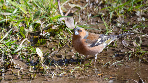 Male Chaffinch Standing in Mud 