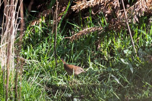 Wren Standing in Grass Searching for Food © Ian