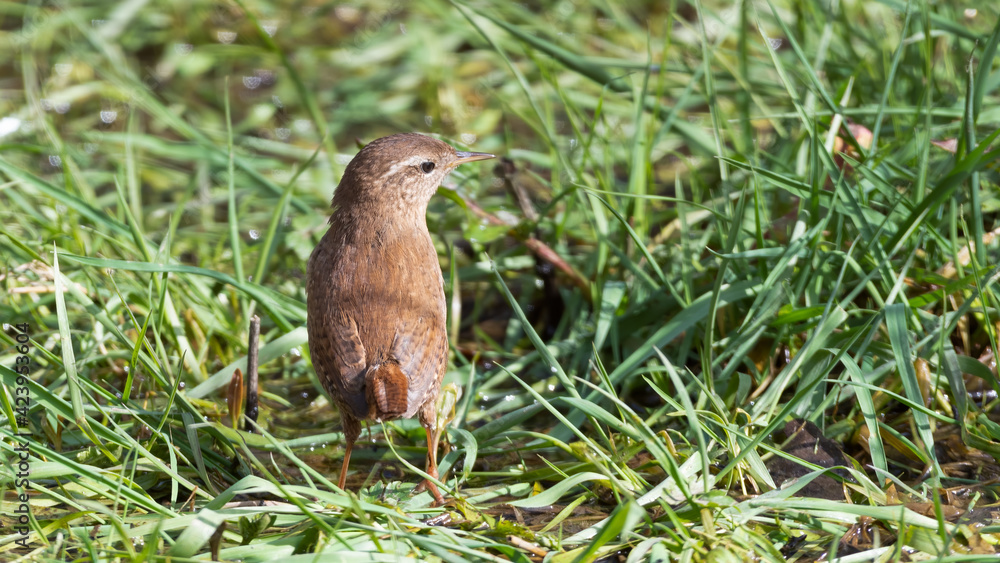 Wren Standing in Grass Searching for Food Wren Standing in Grass Searching for Food