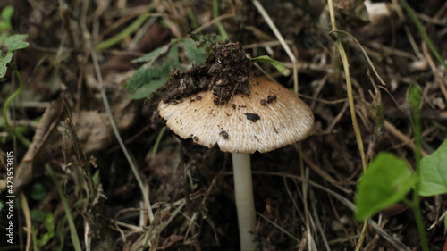 natural russula white mushroom photo