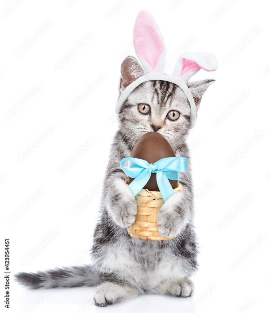 Tabby kitten wearing easter rabbits ears holds Easter basket with chocolate egg. Isolated on white background