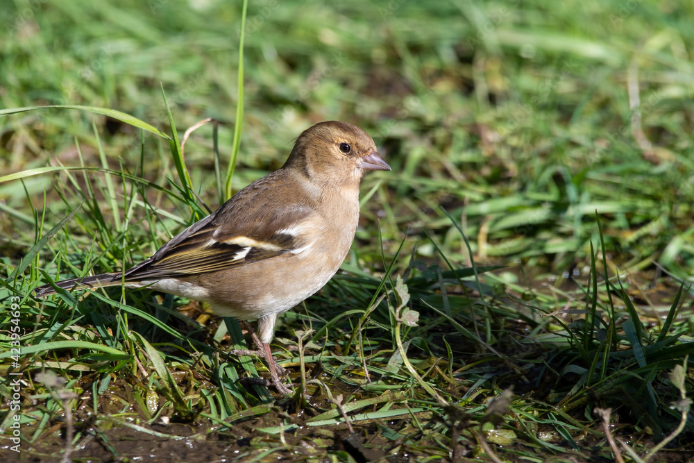 Fototapeta premium Female Chaffinch Standing in Mud