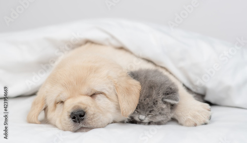 Cute Golden retriever puppy hugs gray kitten. Pets sleep together under white warm blanket on a bed at home © Ermolaev Alexandr