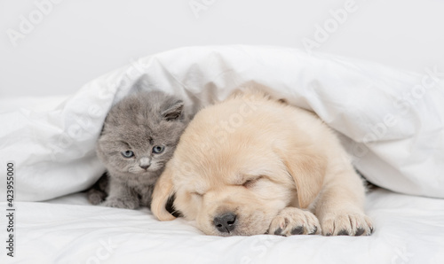 Golden retriever puppy sleeps with gray kitten under white warm blanket on a bed at home