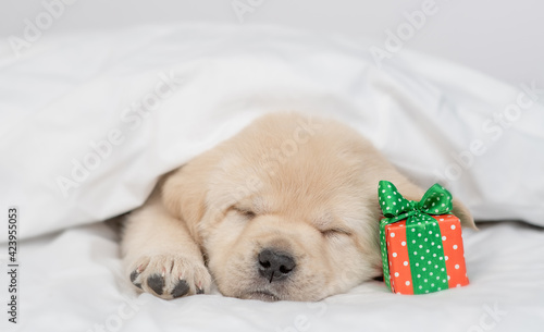 Golden retriever puppy sleeps with gift box under white warm blanket on a bed at home
