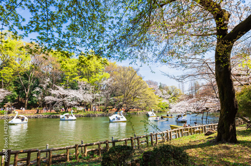 東京　桜満開の井の頭公園 © oben901