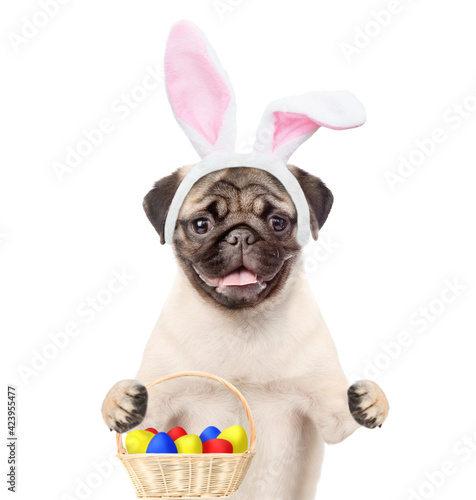 Pug puppy wearing easter rabbits ears holds basket of painted eggs. Isolated on white background © Ermolaev Alexandr