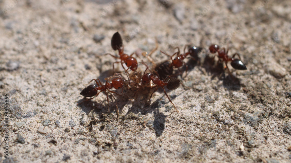 natural solenopsis ant macro photo natural solenopsis ant macro photo