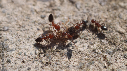 natural solenopsis ant macro photo