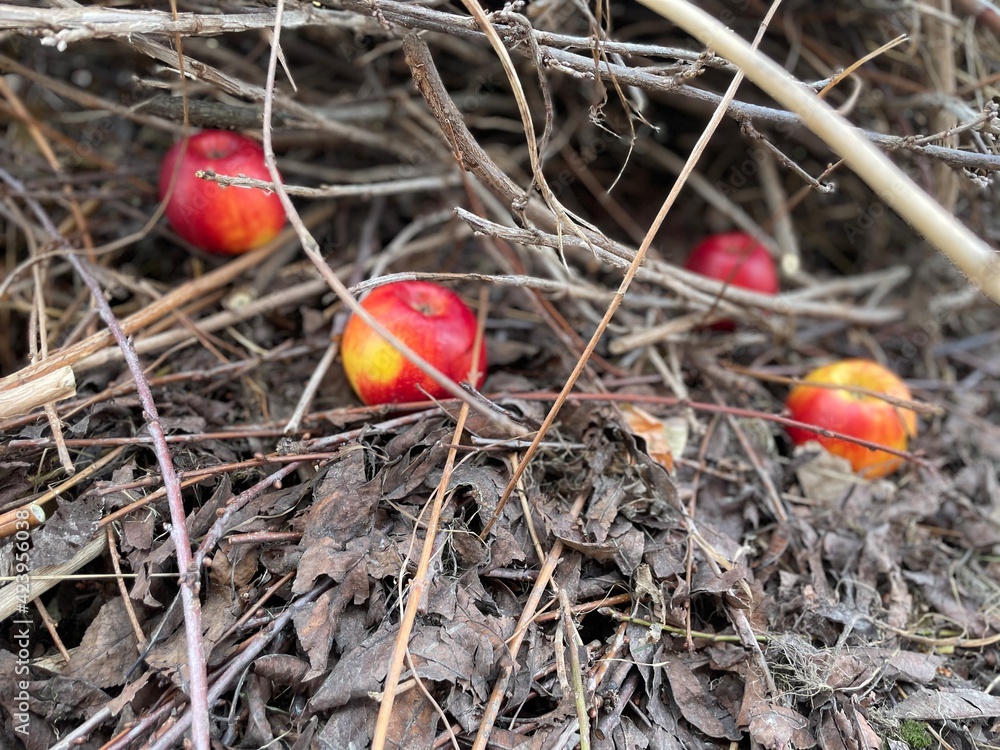 Red apples lie under brown branches in the garden. Apples are healthy food. Red apples lie under brown branches in the garden. Apples are healthy food.