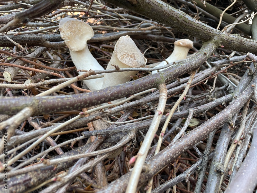 The mushrooms are beautifully settled on the broken branches of the trees. Mushrooms are healthy and wholesome food.