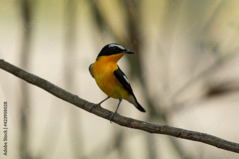 Fototapeta premium Yellow rumped Flycatcher in Bangkok Thailand