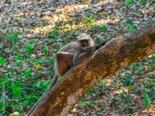 Indian Black Faced Long Tailed Gray Langur Monkey sitting on the Tree