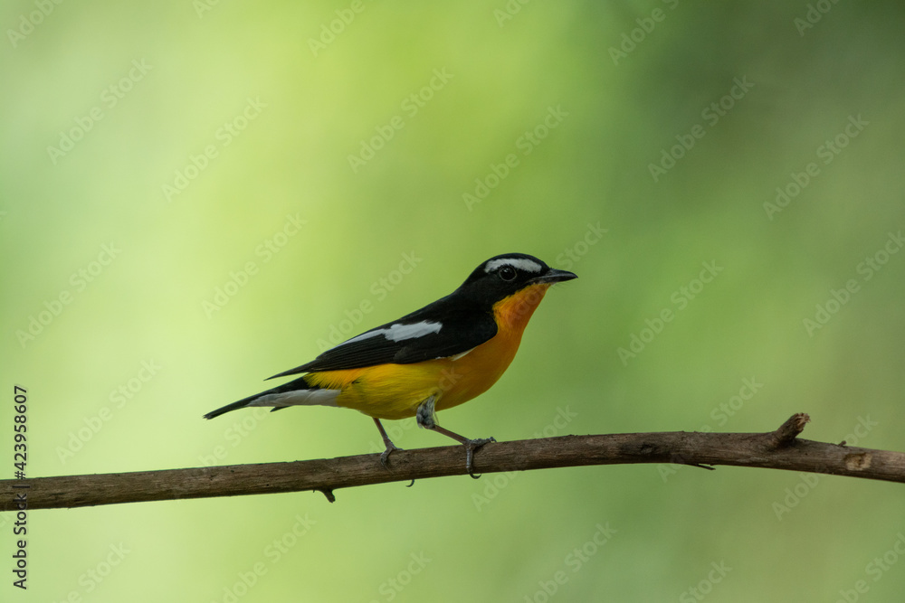 Yellow rumped Flycatcher Yellow rumped Flycatcher