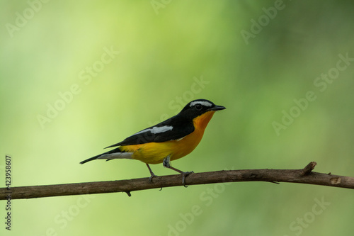 Yellow rumped Flycatcher © Nattawat