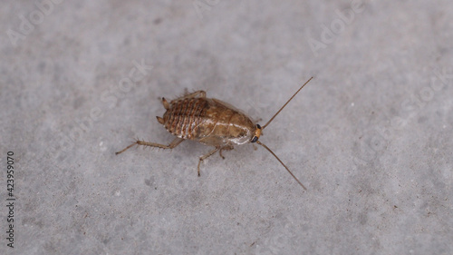 Natural Ectobius pallidus insect macro photo © Recep
