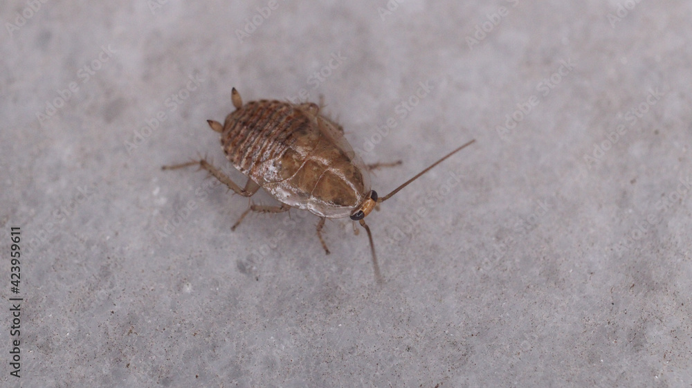 Natural Ectobius pallidus insect macro photo Natural Ectobius pallidus insect macro photo