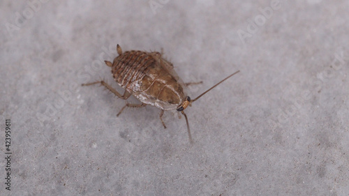 Natural Ectobius pallidus insect macro photo © Recep