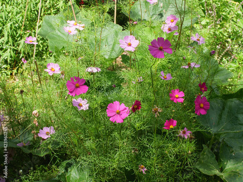 Flowers and plants on Dangar Island, NSW Australia photo