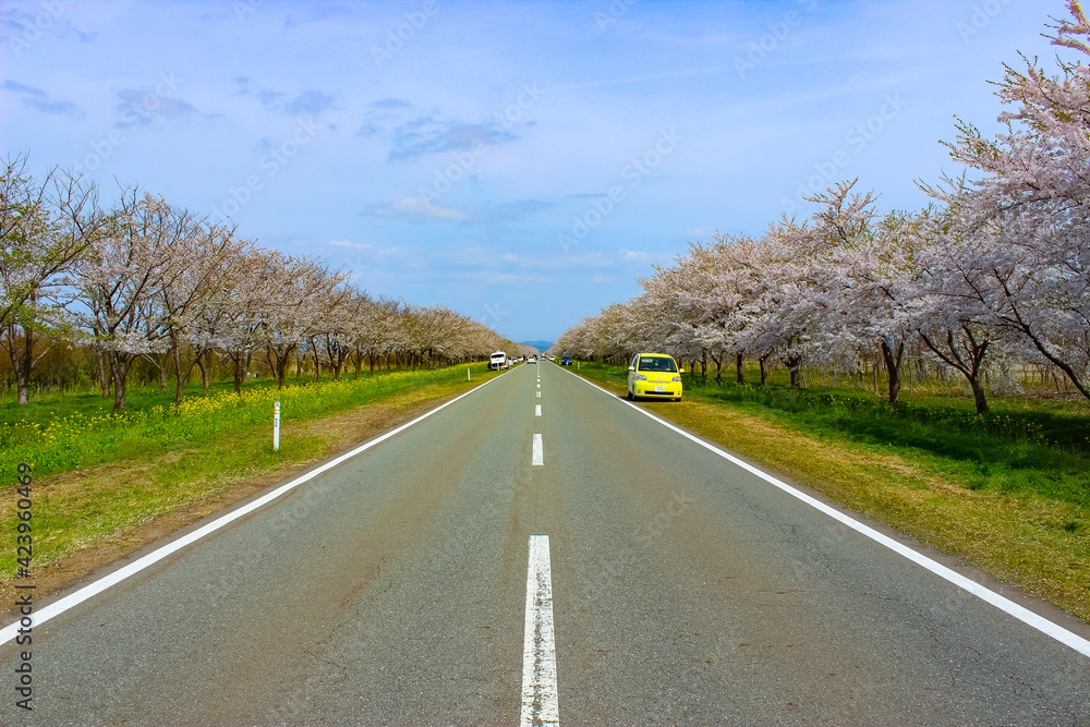 Fototapeta premium 一本道の桜