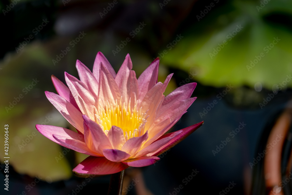 風景素材 色鮮やかなスイレンの花 風景素材 色鮮やかなスイレンの花