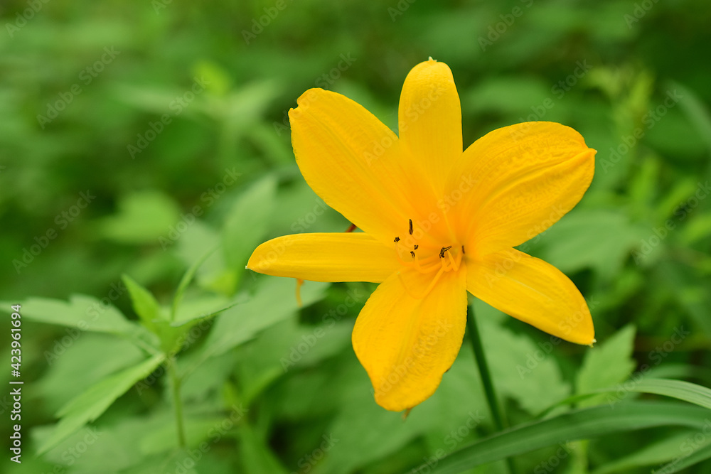 Yellow lily (latin: hemerocallis lilioasphodelus) is a perennial herb in the hemerocallidaceae family. Close-up of a flower on a green background.
Yellow lily (latin: hemerocallis lilioasphodelus) is a perennial herb in the hemerocallidaceae family. Close-up of a flower on a green background.