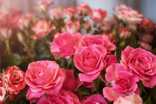 Pink roses close-up in a flower shop against the background of other plants and flowers. The concept of choosing and buying flowers.