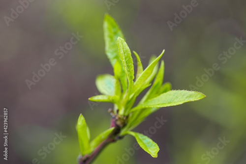 young leaves wake up on the trees spring comes - Image
