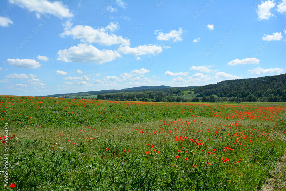 A large meadow with many red poppies and green forest