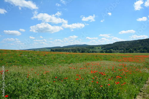 A large meadow with many red poppies and green forest