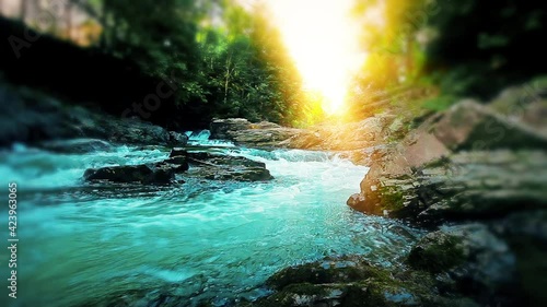 mountain stream in the forest
