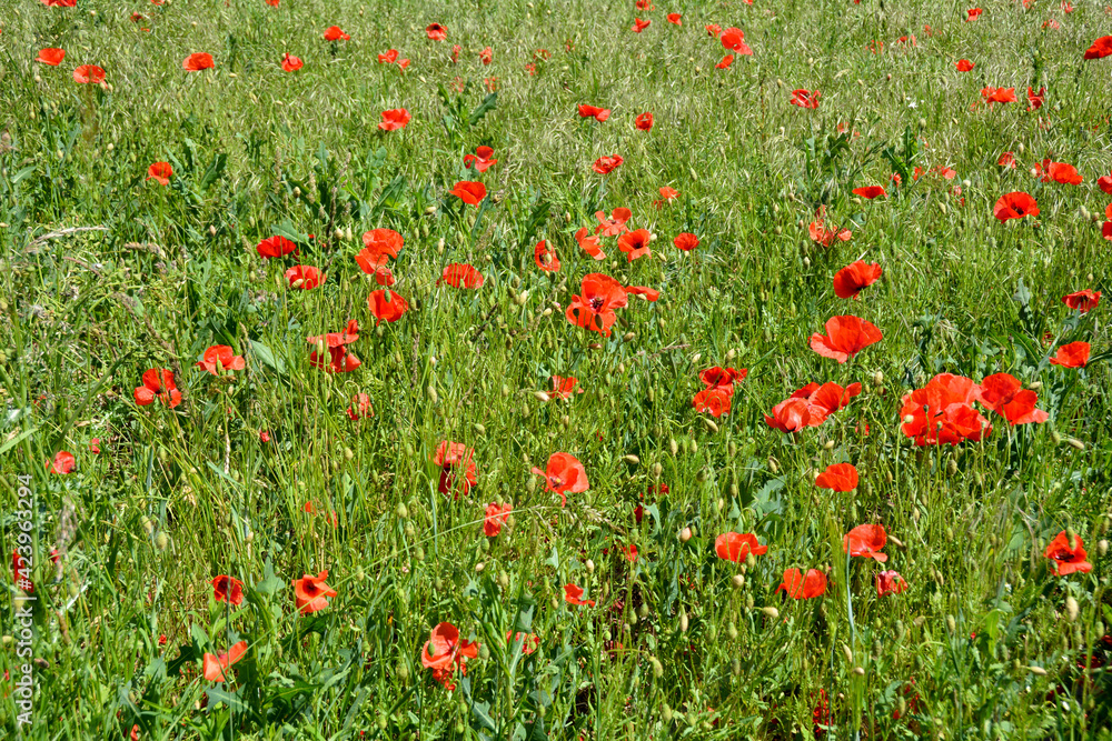 A meadow with lots of red poppies A meadow with lots of red poppies