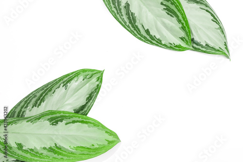 tropical leaves isolated on white background with text place  - Image