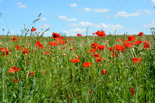 A meadow with lots of red poppies and blue sky