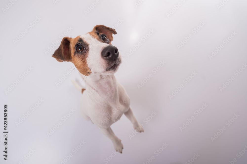 Portrait of funny dog Jack Russell Terrier on a white background. Fish eye. Portrait of funny dog Jack Russell Terrier on a white background. Fish eye.
