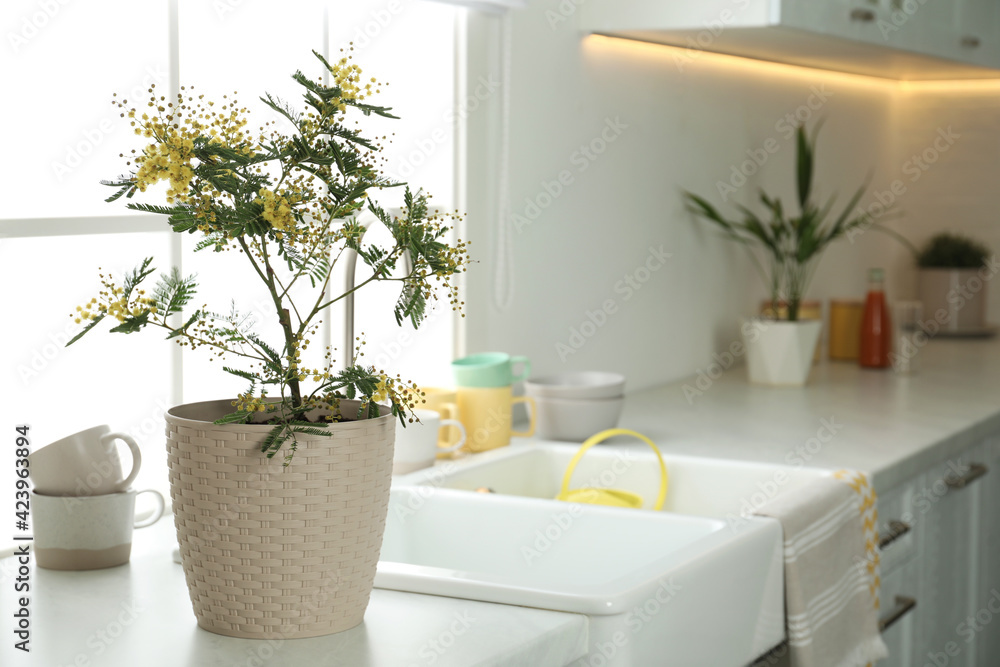 Beautiful potted mimosa plant on countertop in kitchen, space for text