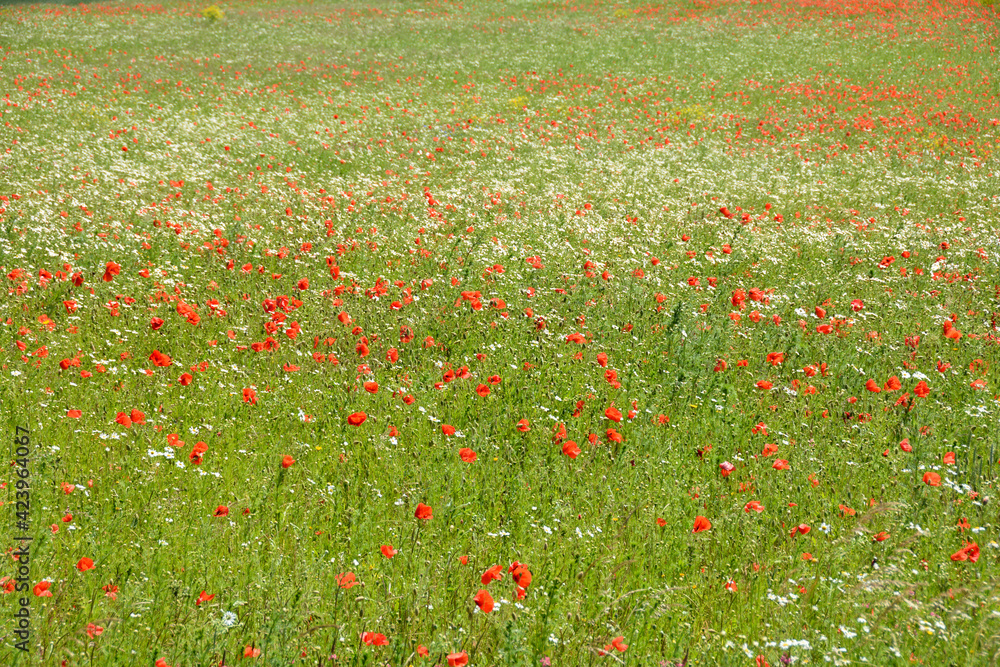 A large green meadow with lots of red wild flowers