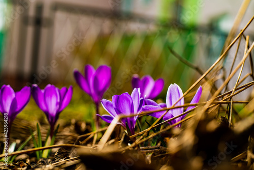 spring crocus flowers